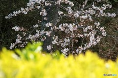 隣の桜