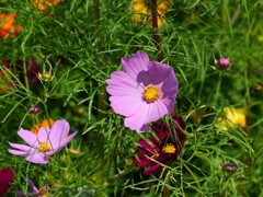 コスモスの形①