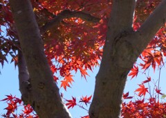 主幹の向こう側