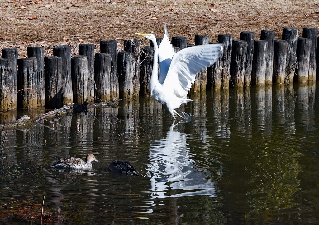 シラサギの舞い