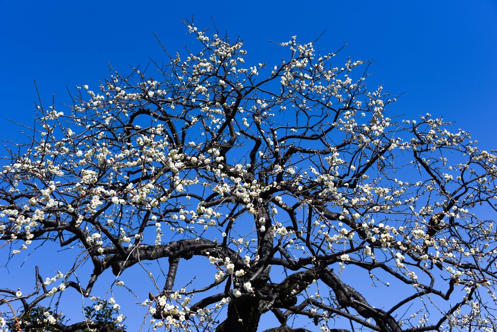 シンボルツリー①