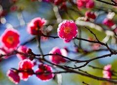 ♪ 梅が咲いた～ ①