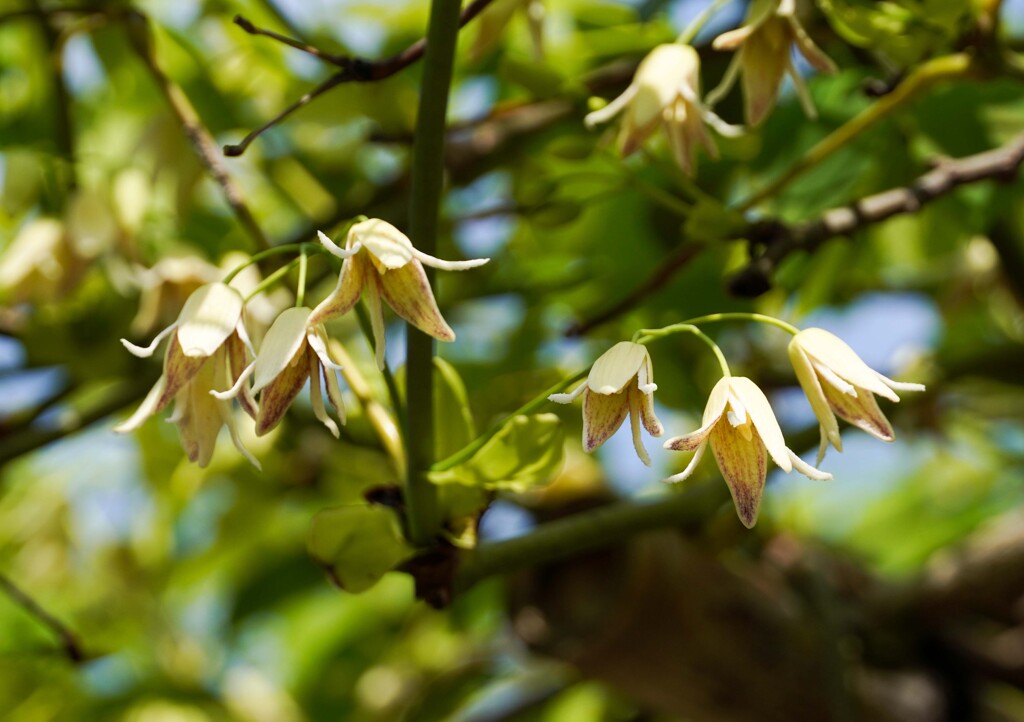 ムベの花