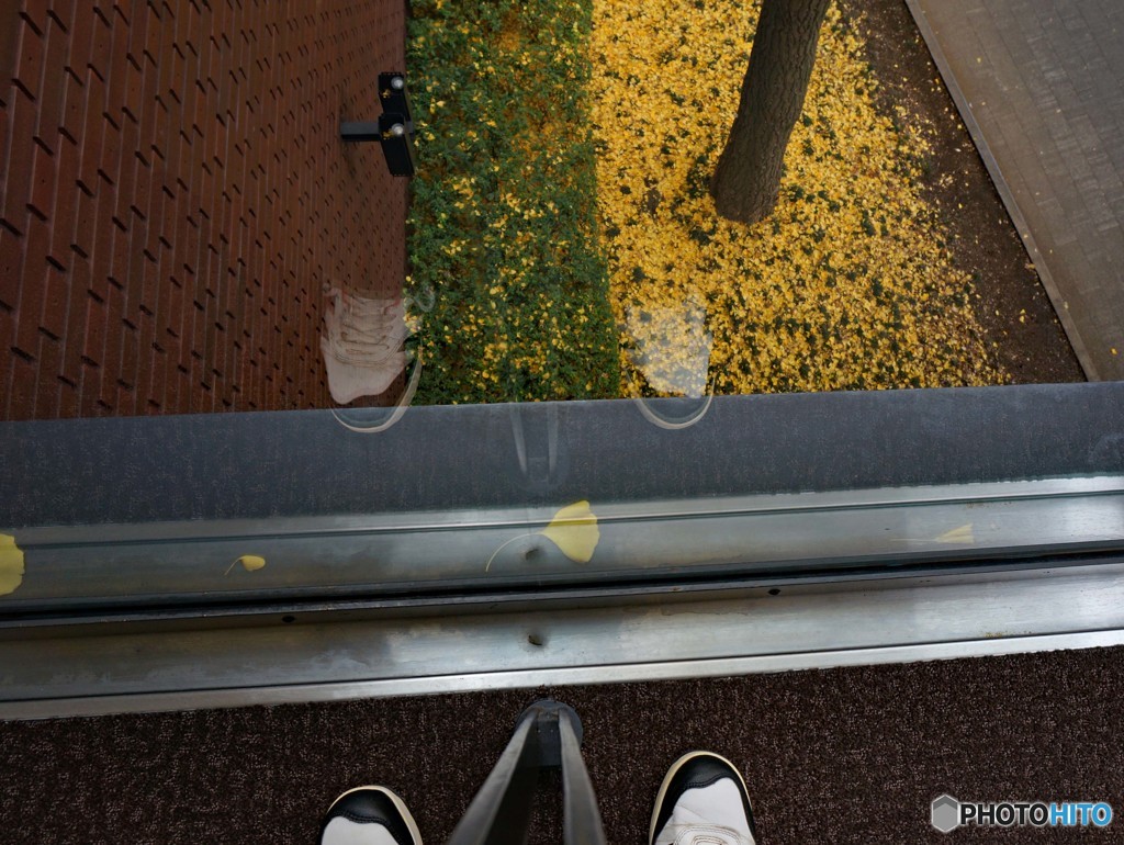 最後の黄葉・紅葉④