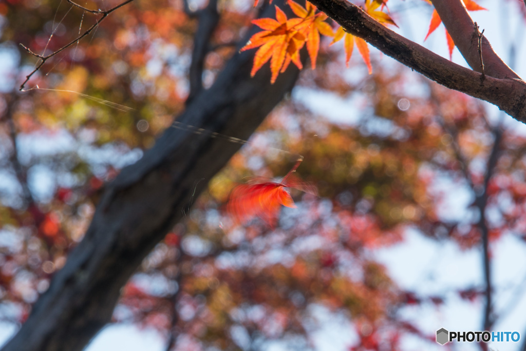 紅葉②
