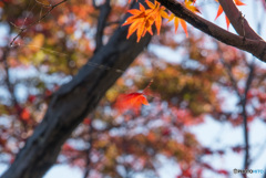 紅葉②