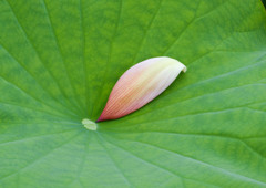蓮花のあと③