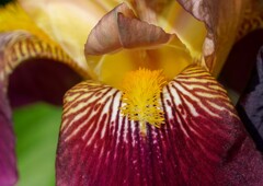 ジャーマンアイリス③