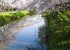 今年の桜撮り③