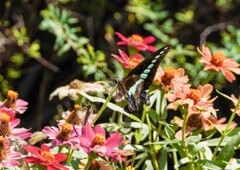 アオスジアゲハ②