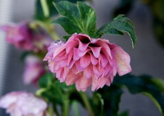 雨上がりの朝②