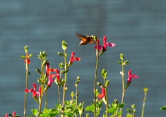 被写体は突然に！