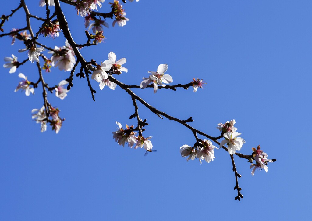 冬桜