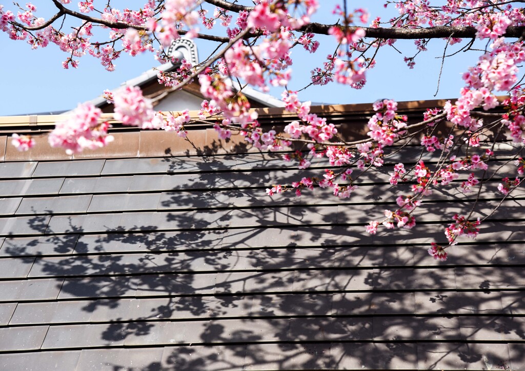 早咲き桜②