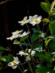 庭のシュウメイギク