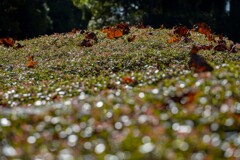 季節の移ろい①