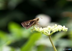 公園で撮った昆虫②