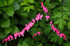 タイツリソウ④