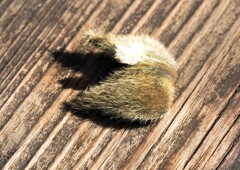 ハクモクレン④