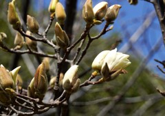 ハクモクレン③