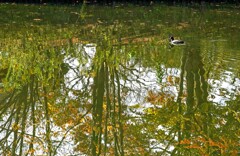 水面の秋