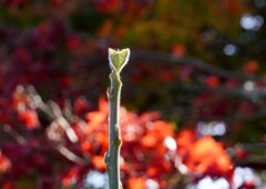 オオバベニガシワ②