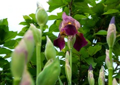 ジャーマンアイリス②