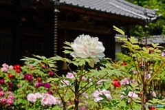 今年のボタン①