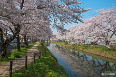 ソメイヨシノ満開②