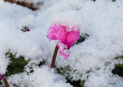雪中花③