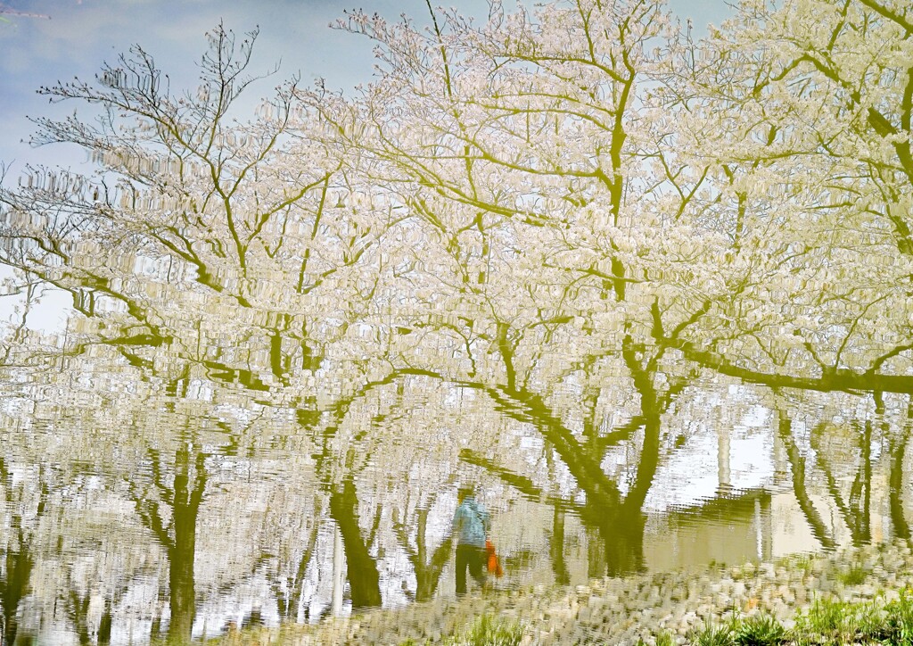 水面桜
