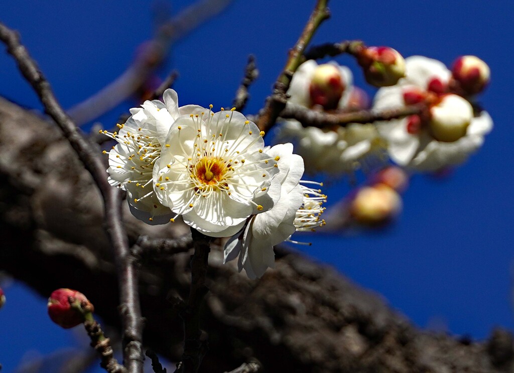 ♪ 梅が咲いた～ ④