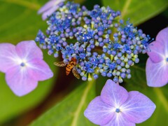 アジサイ色々⑥