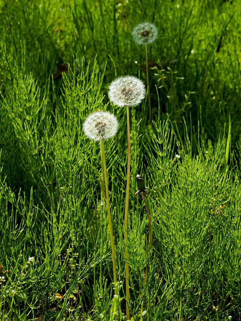 タンポポの綿毛