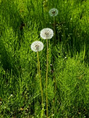 タンポポの綿毛