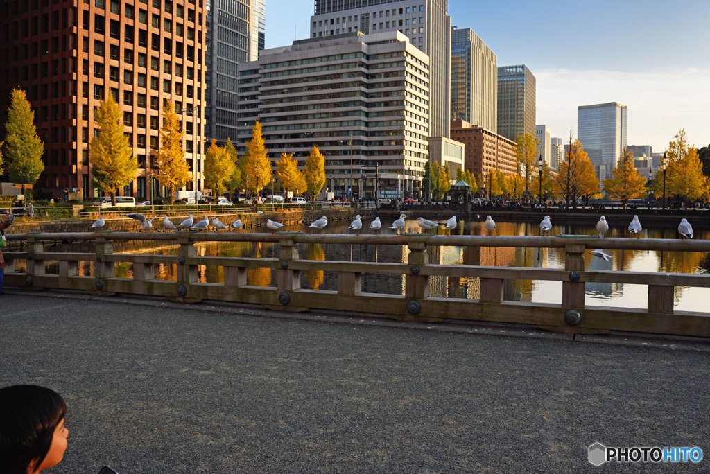 最後の黄葉・紅葉①