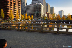 最後の黄葉・紅葉①