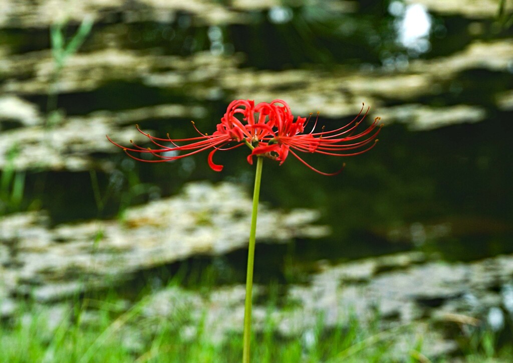 早咲きヒガンバナ②