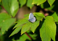 ヤマトシジミ？