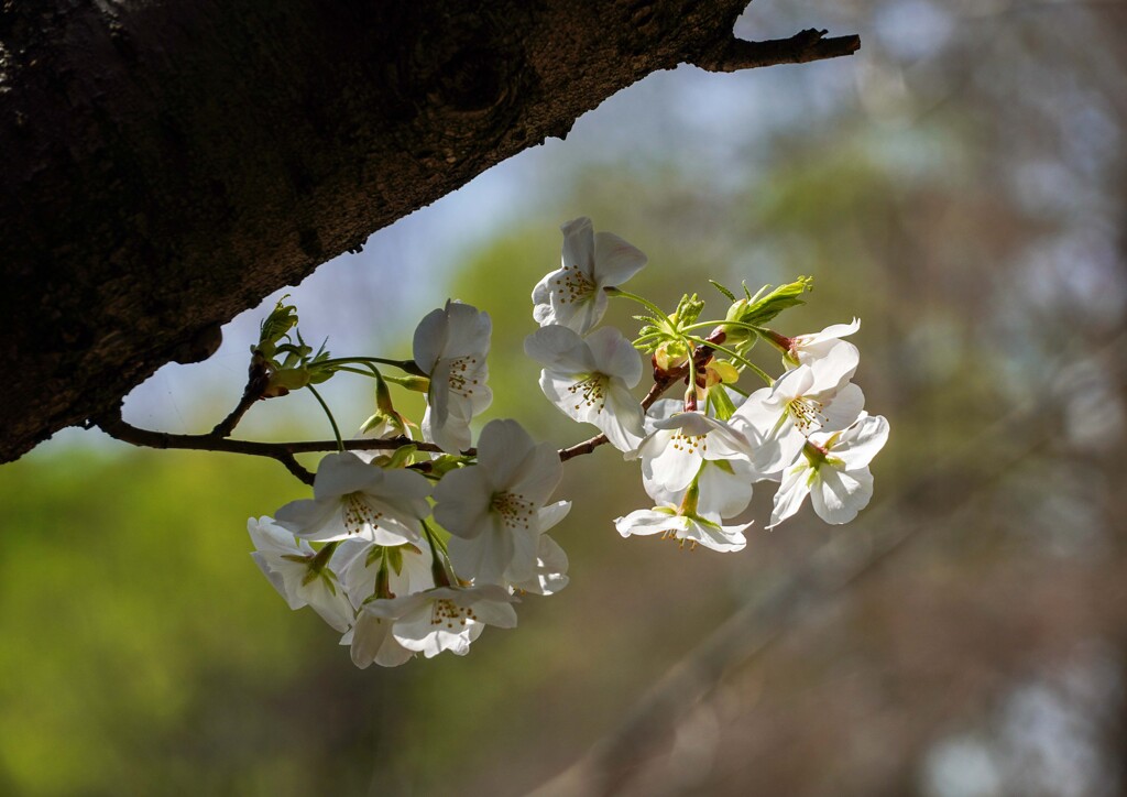 開花③