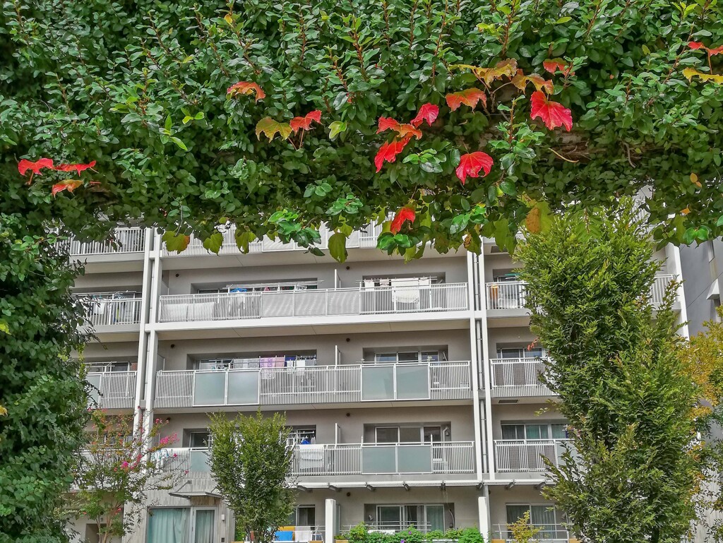 紅葉風景②