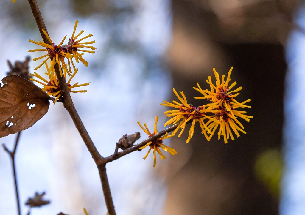 シナマンサク③