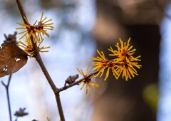 シナマンサク③