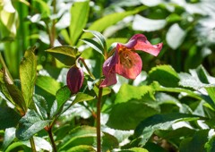 クリスマスローズ⑧