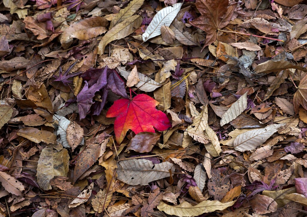 紅の一葉