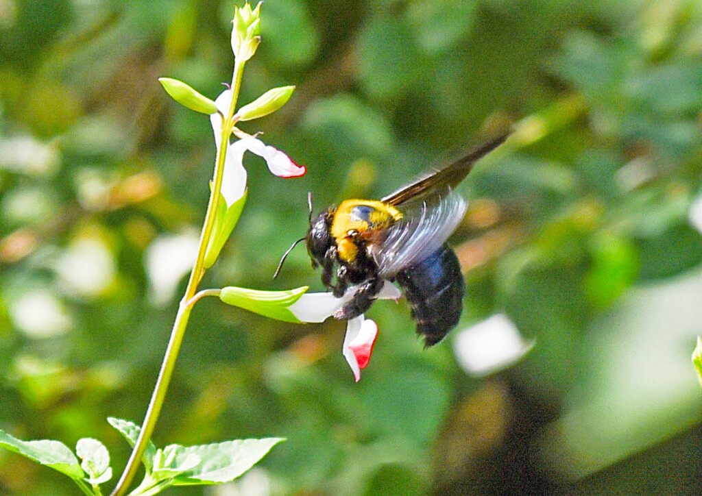 再びクマバチ撮り①