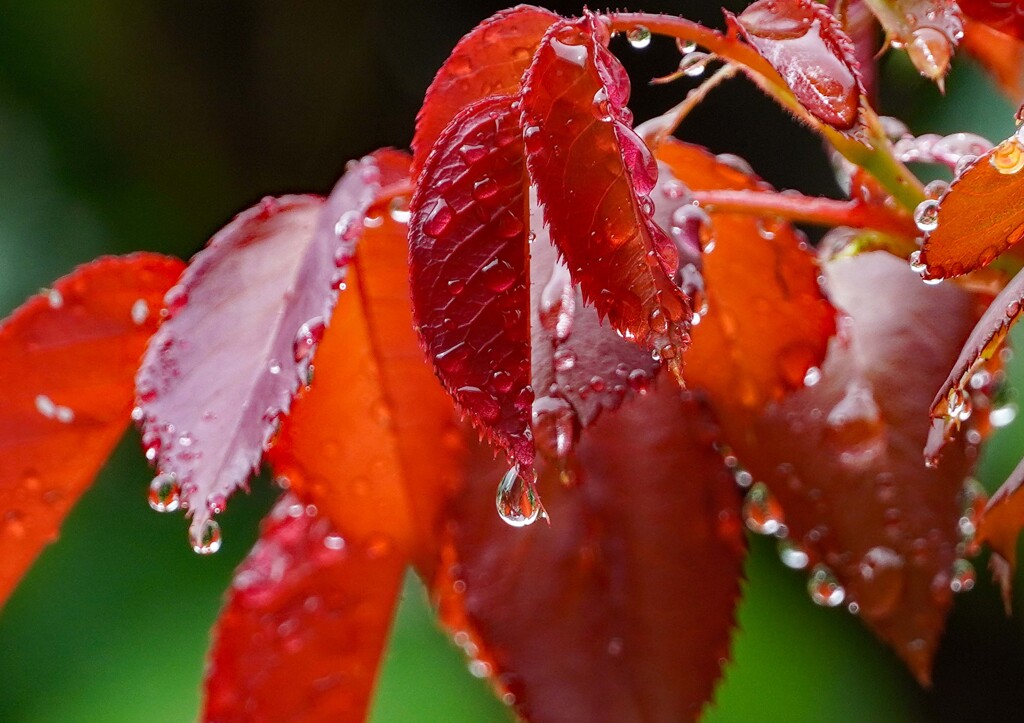 雨上がり①