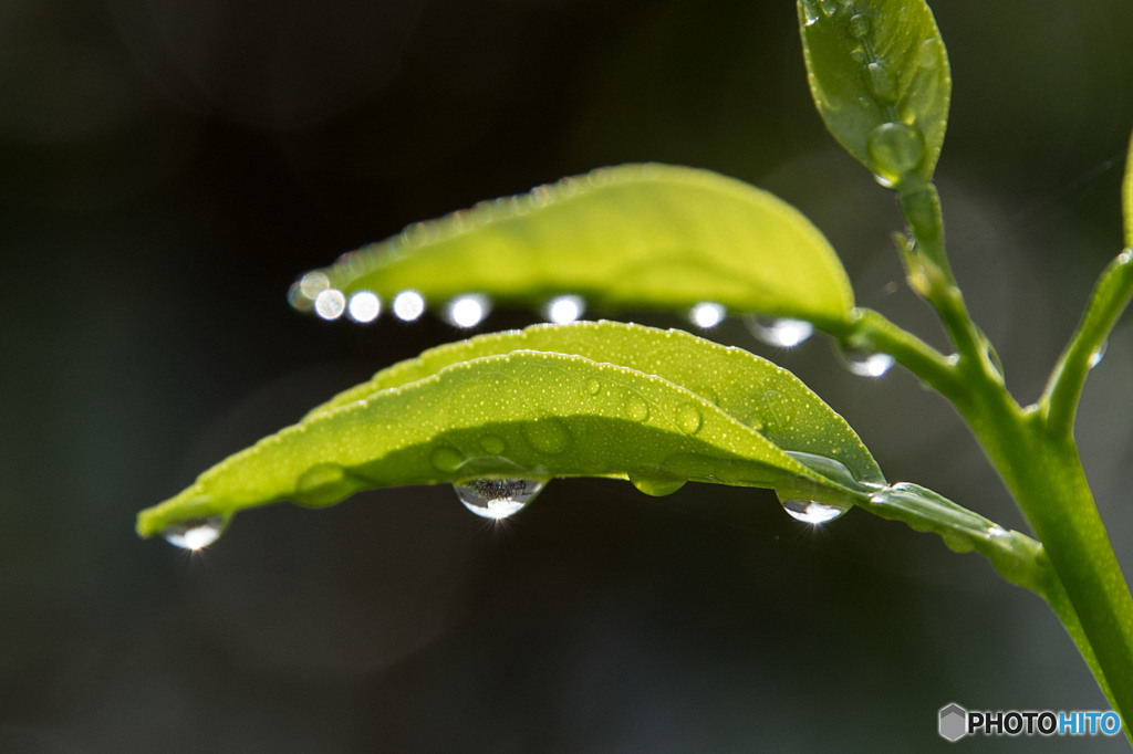 雨上がりの朝①