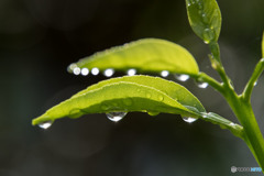 雨上がりの朝①