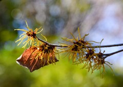 シナマンサク②